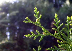 最後の信仰告白